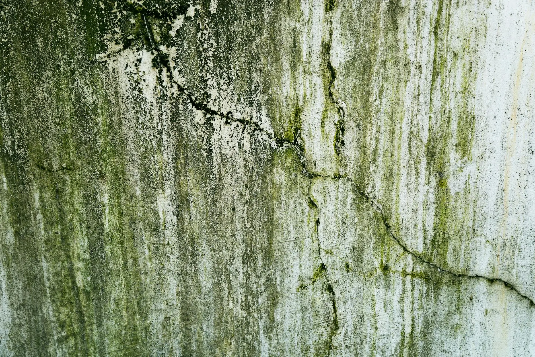 Our Story: Science-Based Mold Abatement