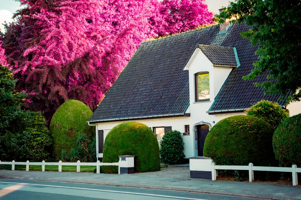 mold removal Whittier